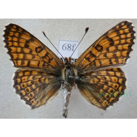 Melitaea cinxia (Linnaeus, 1758) male Przeplatka cinksia France68f